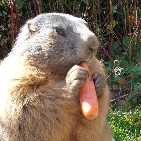 Vierthaler * פילצמוס